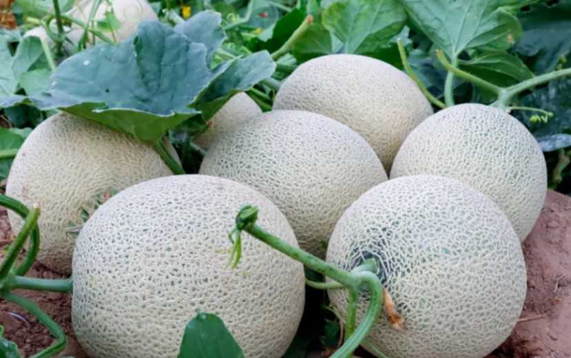 国内精子库有没有外国人的,国内外国人精子库