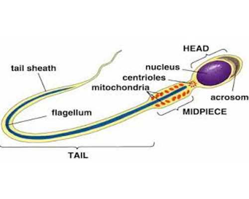 哪里可以供卵试管生子,哈尔滨哪家医院可以助孕？哈尔滨助孕医院？