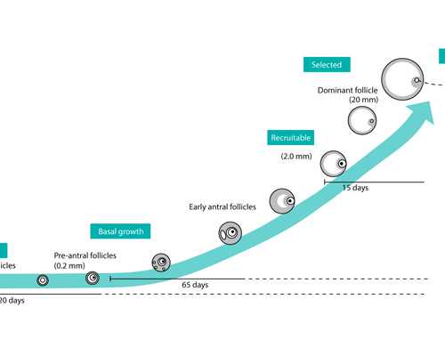 引产后月经不来怎么办，小产后月经不来怎么办