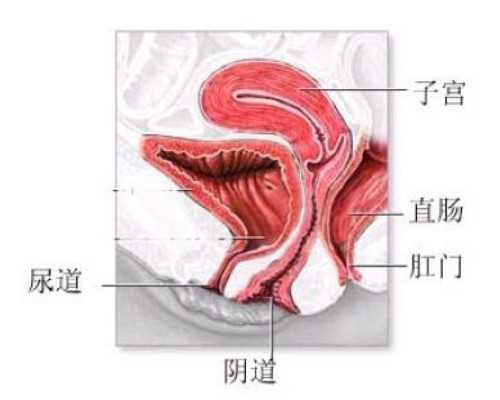 备孕最忌讳的蔬菜_怀孕什么时候产检,钟丽缇48岁做试管婴儿，不后悔身材走样