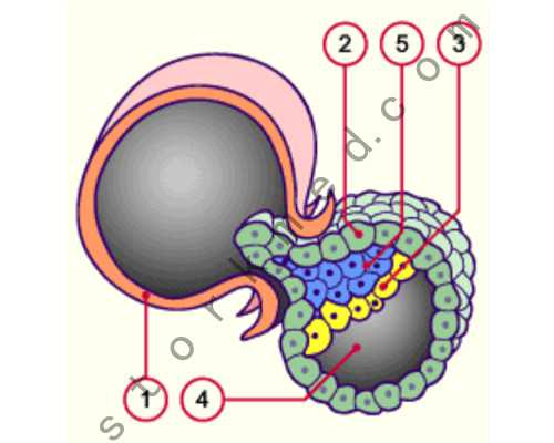 怀孕初期不能吃什么_怀孕多久可以同房,2026佛山妇幼保健院试管婴儿成功率一览